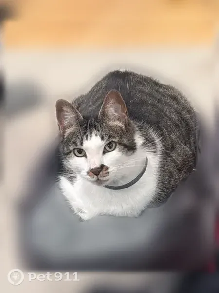 Lost cat, male, South Division Street, 1074, Salisbury — black-and-white with a brown mustache - photo