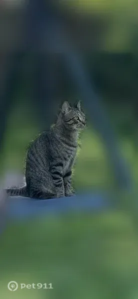 Lost cat, male, Chilton Drive, 6613, North Richland Hills — soft grey coat with black stripes - photo