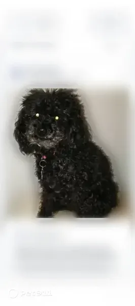 Lost dog, Dallas, Texas, Arlington — 13-year-old MimiJo with a tooth sticking out on the right and tongue out on the left - photo