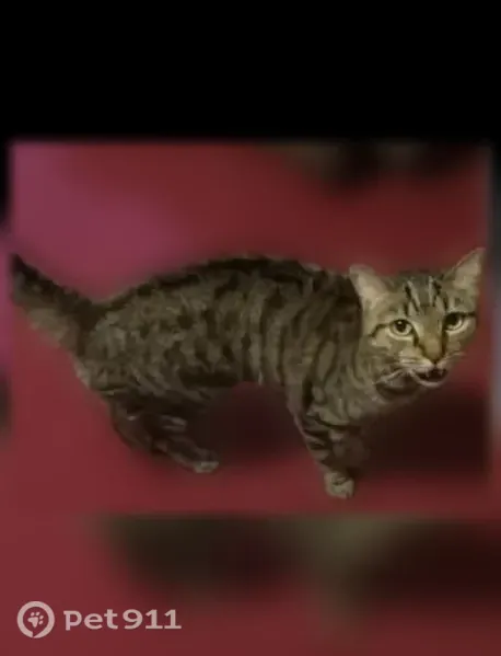 Lost cat, Haycreek Road, 1230, Birdsboro, Arlington — tabby with black markings and black boot-like legs - photo