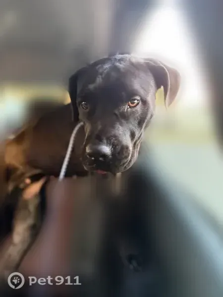 Found dog, North Smithville Road, 740, Dayton — black female with red collar - photo