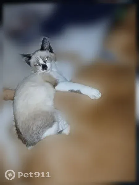 Lost cat, Northeast Nash Street, 529, Roseburg, Hillsboro — sick 4-month-old male - photo