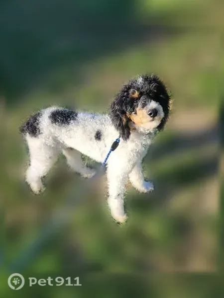 Lost male dog, Ohio 183, 3363, Atwater, Atwater — white, black and brown curly coat - photo