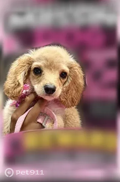 Lost female dog, South Drexel Avenue, 7405, Chicago — brown with a pink collar - photo