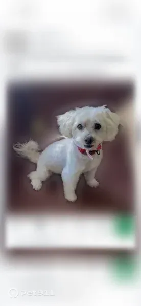 Lost male dog, El Dorado Avenue, 12944, Los Angeles — white-beige coat and named collar - photo