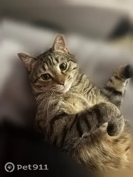 Lost cat, Leeds Street, 479, Akron — larger male with green eyes - photo