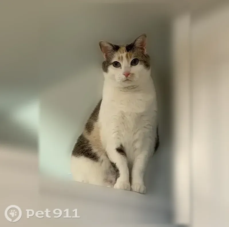 Lost female cat, Canyon Oaks Lane, 1818, Lake Forest — 13-year-old, 18-lb indoor cat - photo