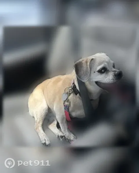Lost dog, female, Oak Leaf TR, 154, New Orleans — elderly beige pug mix - photo