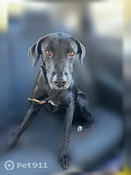 Lost dog, New Providence, New Jersey, Rahway — female black Labrador in pink harness - photo
