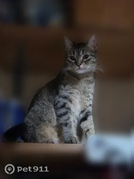Lost female cat, Wyman Avenue, 5430, Lincoln — small, about 2 years old - photo