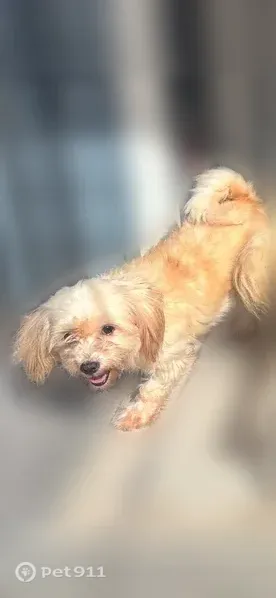 Lost female dog, East 49th Street, 820, Brooklyn — small with a black nose - photo
