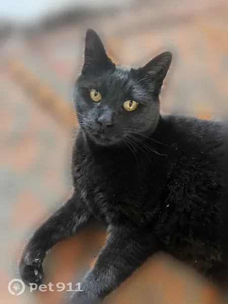 Lost cat, male, Vaughn Drive, 5571, Bozeman — large black cat named Kittles - photo