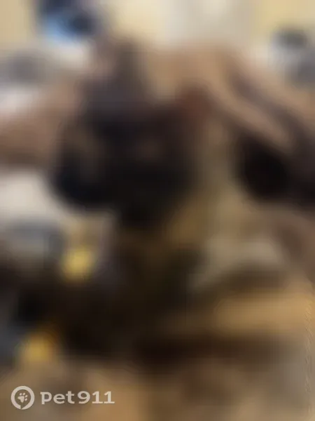 Lost female cat, Prescott Valley, Arizona, Phoenix — orange-and-black calico - photo