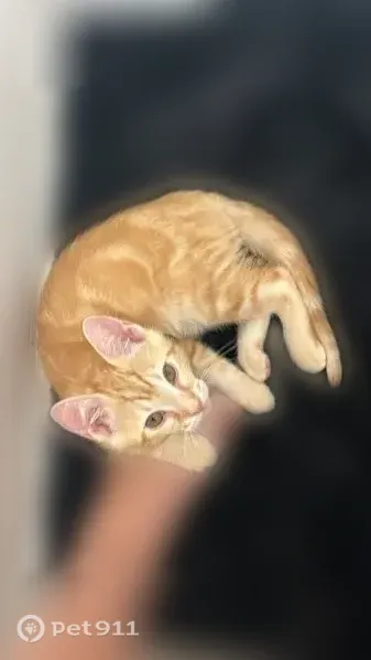 Lost cat, Pine Ridge Circle East, 911, Brandon — orange tabby with a purple sunflower collar - photo
