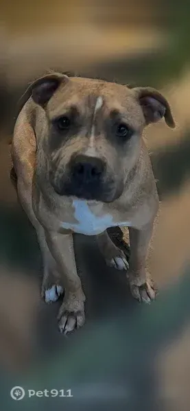 Lost dog, Graysville, Alabama, Arlington — female pitbull with a silver chain collar - photo