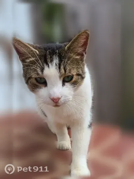 Lost cat, Smyrna, Delaware, Rockville — female Isabelle may be returning to her former home - photo
