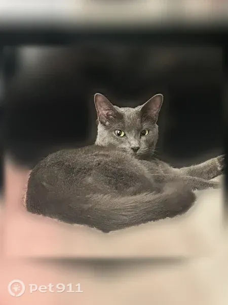Lost Cat, South Higbie Place, 627, Grosse Pointe Woods — 1-year-old female - photo