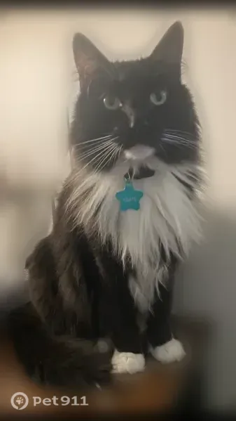 Lost Cat, Coachway Lane, 645, Hazelwood — male, fluffy, black-and-white - photo