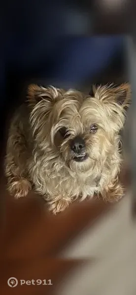 Lost dog, 224th Street, 130-37, Queens — 14-year-old male with tan and grey fur - photo