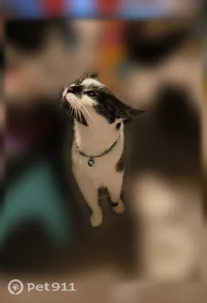 Lost cat, New York 112, 1599, Port Jefferson Station, Cambridge — female with teal collar - photo