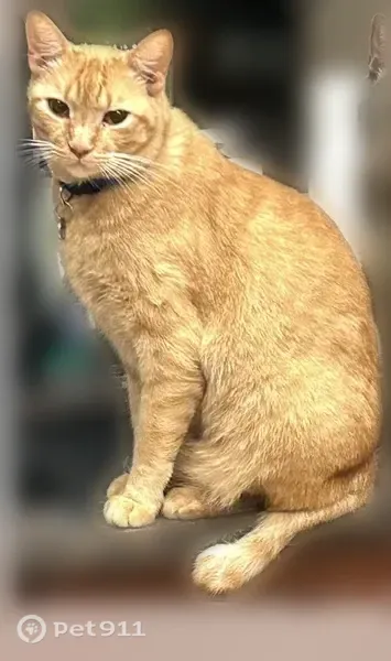 Lost male cat, John F Kennedy Boulevard, North Little Rock — freckles on his nose - photo