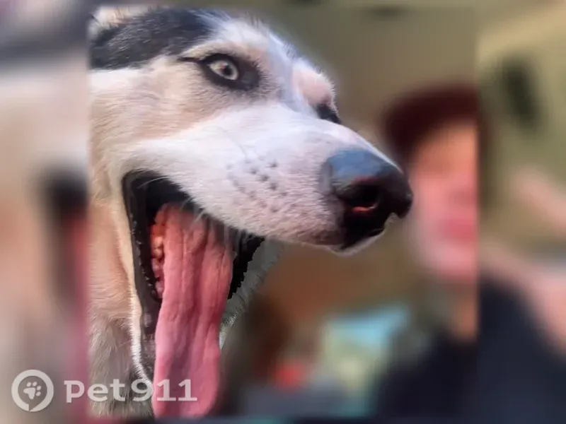 Lost male dog, Lansdale, Pennsylvania, Arlington — food aggressive but people friendly - photo