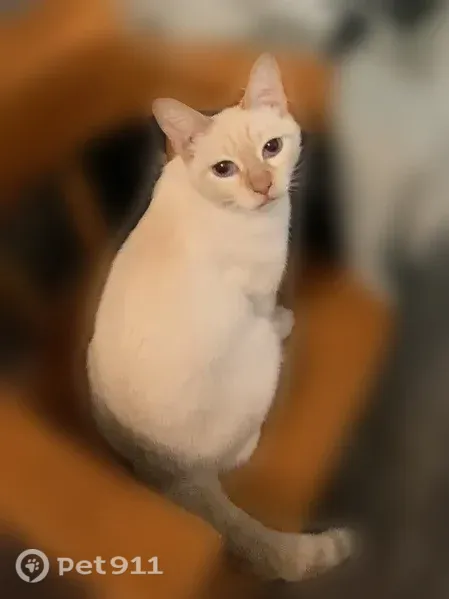 Lost cat, North 41st Avenue, 8701, Phoenix — small, friendly female Siamese - photo