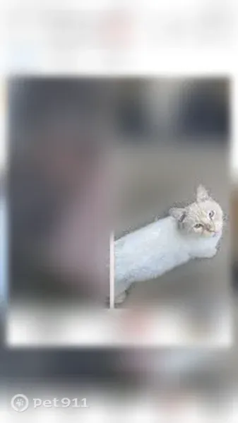 Lost female cat, South Latrobe Avenue, 7515, Burbank — all-blue eyes - photo