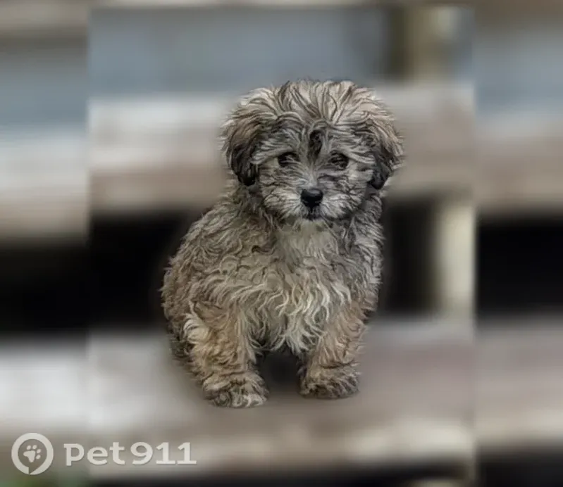 Lost dog, 17th Avenue South, 2529, Minneapolis, Minneapolis — female with long fluffy fur - photo