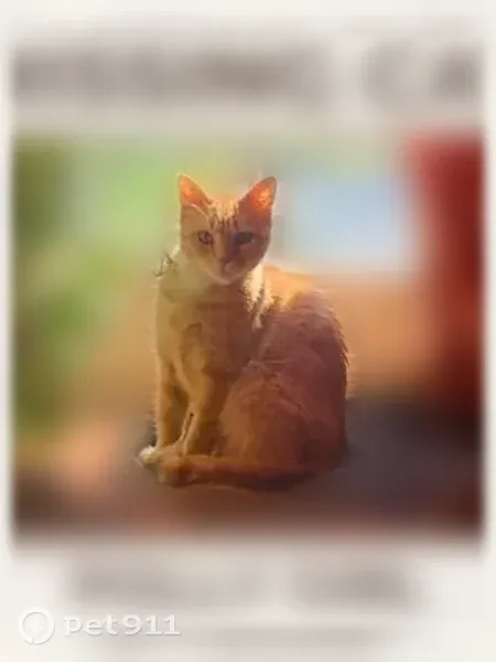 Lost female cat, North Crocker Avenue, 225, Port Washington — white neck patch - photo