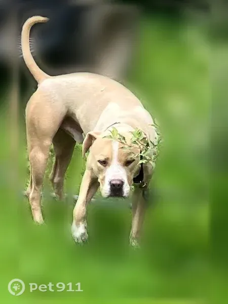 Lost dog, West Pulteney Street, 368, Corning — friendly male pitbull mix - photo