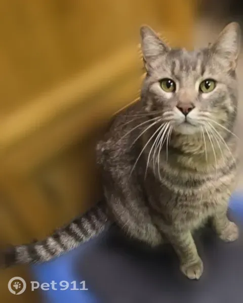 Lost male cat, Winesap Road, 19330, Bothell, Bothell — large gray tabby - photo