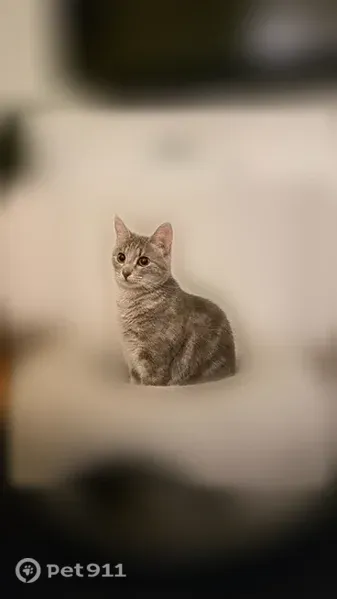 Lost cat, Yorktown Place, 4437, Hamilton, Hamilton — grey with no stripes - photo