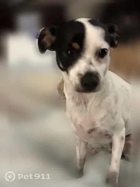 Lost dog, Lamp Light Court, 8533, Temple, Temple — small female Chihuahua mix - photo