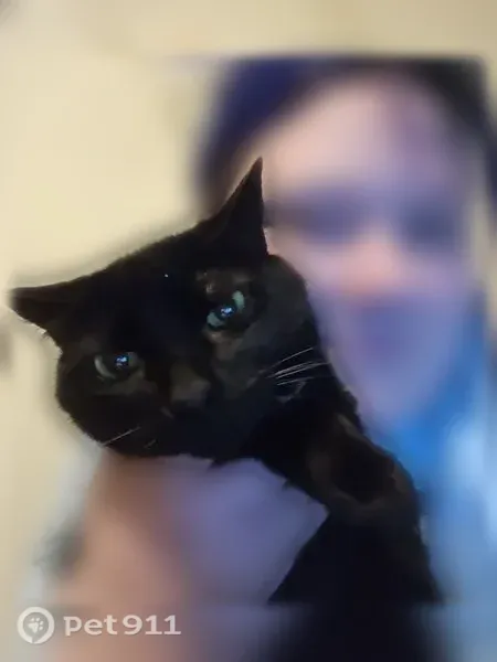 Lost cat, Lexington, Kentucky, Louisville — female, black, 8 years old - photo