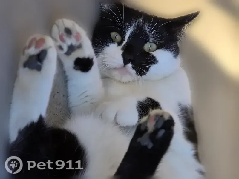 Lost cat, Sylvan Court, Paradise, Rocklin — female tuxedo domestic shorthair - photo