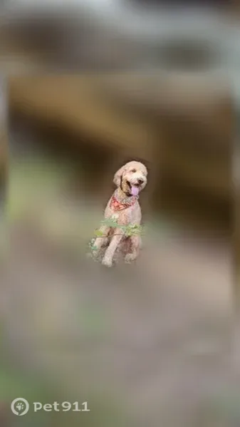 Lost Dog, Saint Charles, Missouri, Arlington — male, 70-pound dog with curly tan/brown hair - photo