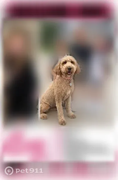 Lost dog, Brookwood Circle, 3489, Saint Charles — tan golden doodle with orange collar - photo