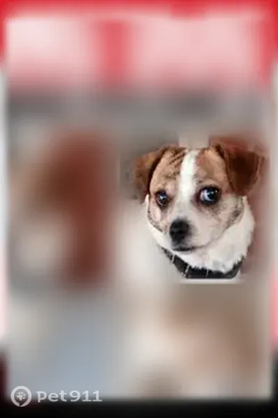 Lost dog, male, Rhyne Road, North Carolina, Arlington — white with brown spots - photo