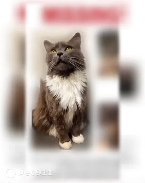 Lost cat, Peconic Street, 500, Ronkonkoma, Manhattan — female, long-haired gray tuxedo - photo