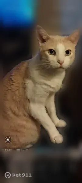 Lost cat, male, Creek Way, 4129, Indianapolis — missing one fang - photo