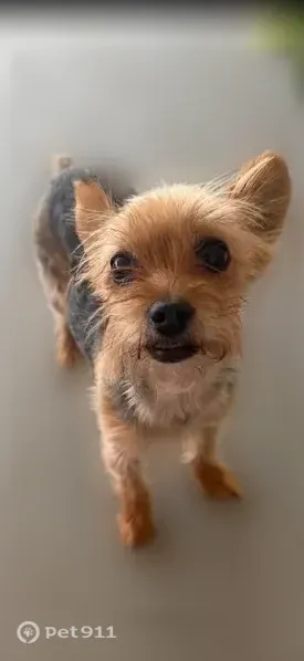 Lost dog, Dutch Myrtle Drive, San Antonio — 4 lb female Yorkie - photo