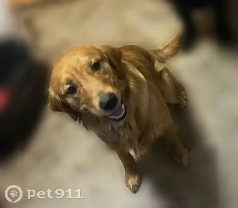 Lost dog, Cherry Avenue Northeast, 3021, Salem — male reddish golden retriever - photo