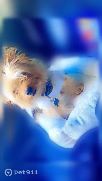 Lost male dog, Hammond, Indiana, Chicago — multicolored Yorkie - photo