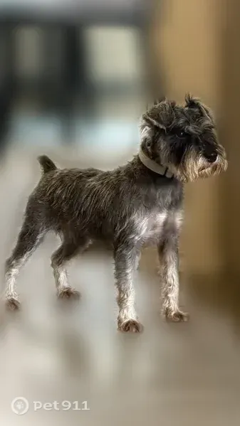 Lost Dog, Camier Cove, 5919, San Antonio — Grey, Black and White Mini Schnauzer - photo