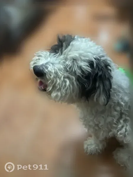 Lost dog, Prince Valiant Drive, 5203, San Antonio — poodle with black spots on his ear and tail - photo