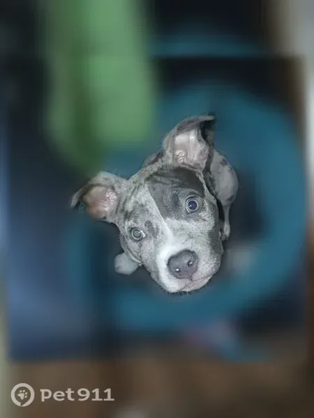 Lost dog, North Superior Street, 1925, Toledo — 5-month-old bully puppy - photo