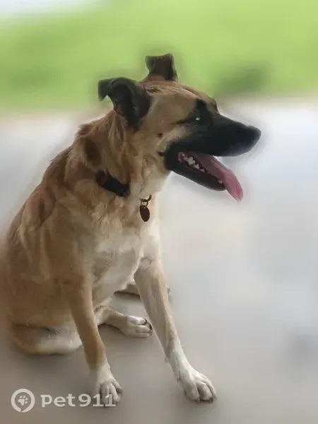 Lost dog, County Road 248 North, 6500, Lake Panasoffkee, Lake Panasoffkee — female - photo