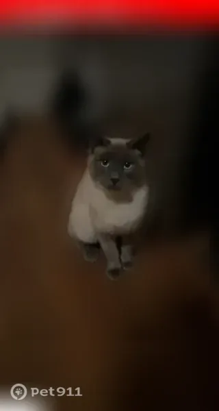 Lost cat, Grant Avenue, Boise — male blue-point Siamese - photo