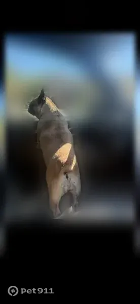Lost dog, Ball Ground Road, 6384, Ball Ground, Atlanta — female French Bulldog with a damaged, drooping right ear - photo